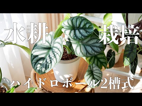 園芸 ハイドロカルチャーまたは水耕栽培