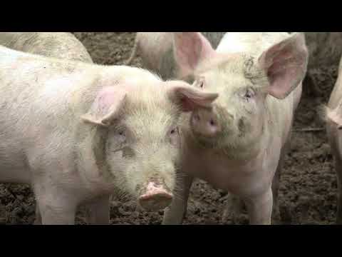 Ecotourism in the Carpathian Forest