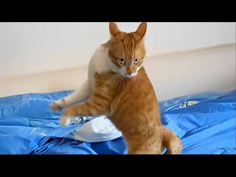 Comportement par défaut des chats Vidéos drôles de chats 2025