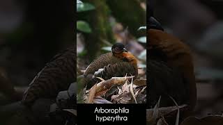 Download lagu puyuh gonggong kalimantan mp3