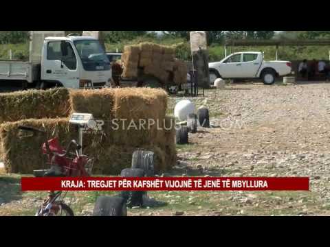 KRAJA: LEJOHET VETËM THERJA E KAFSHËVE NË THERTORE