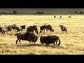 Wildebeest Fight
