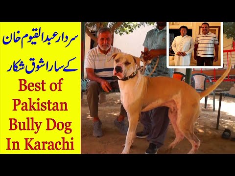 36 Bully Dog In Karachi Pakistan of Sardar Qayyoum Khan Big Bully Kutta Lover By Nafa TV HD
