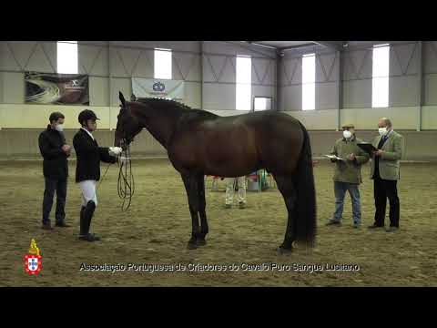 210204 4 Favolas - Aprovação de Garanhões