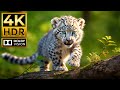 BABY ANIMALS 4K HDR | WITH CINEMATIC SOUND (COLORFUL ANIMAL  ..