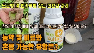 농약 및 비료와 혼용 가능한 유황은? 노균병과 흰가루병 곰팡이병 잡는 친환경자재 바이오황사용법 및 효과 텃밭…