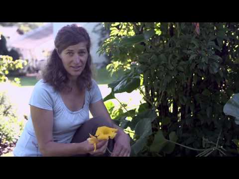 Letni časi v kuhinji: Jagodičevje v dehtečem cvetu