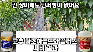 고추 다조아골드와 플러스 시비 결과-"긴 장마에도 탄저병이 없어요" "탄저병에 걸려도 확산이 안되네요" "남…