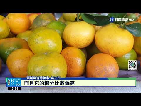 宜蘭黃金茂谷柑上市! 皮薄籽少香氣四溢