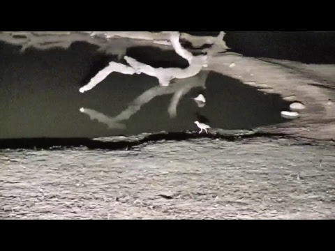 Djuma Private Game Reserve Live Stream