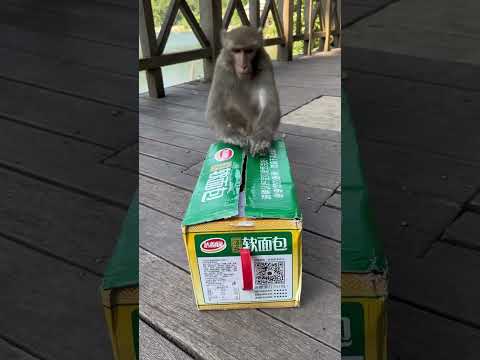 Funny monkey #148