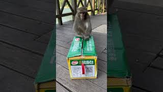 Download lagu Funny monkey #148 mp3