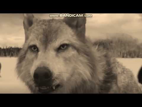 Twilight Wolves- Because of You