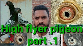 High flyer pigeon. Achche Nasal ke kabutar ki pehchan  kaise kre. (Part.1)