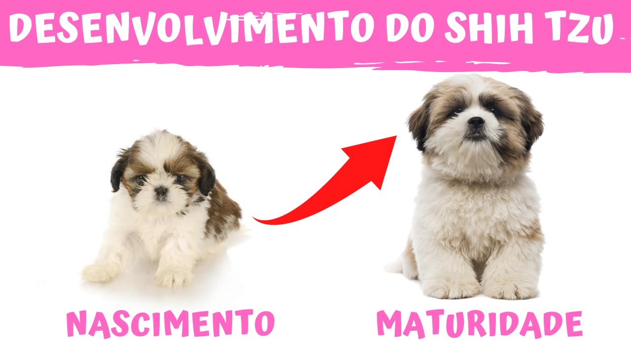 PERÍODOS DE DESENVOLVIMENTO DO SHIH TZU | Do nascimento até a maturidade