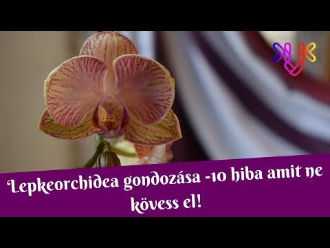 , title : 'Orchidea gondozása | 10 hiba, amit ne kövess el!'