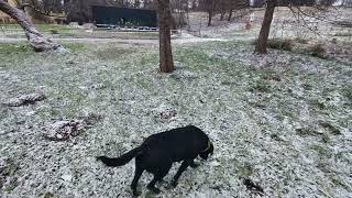 Zabola estate and 2 labradors