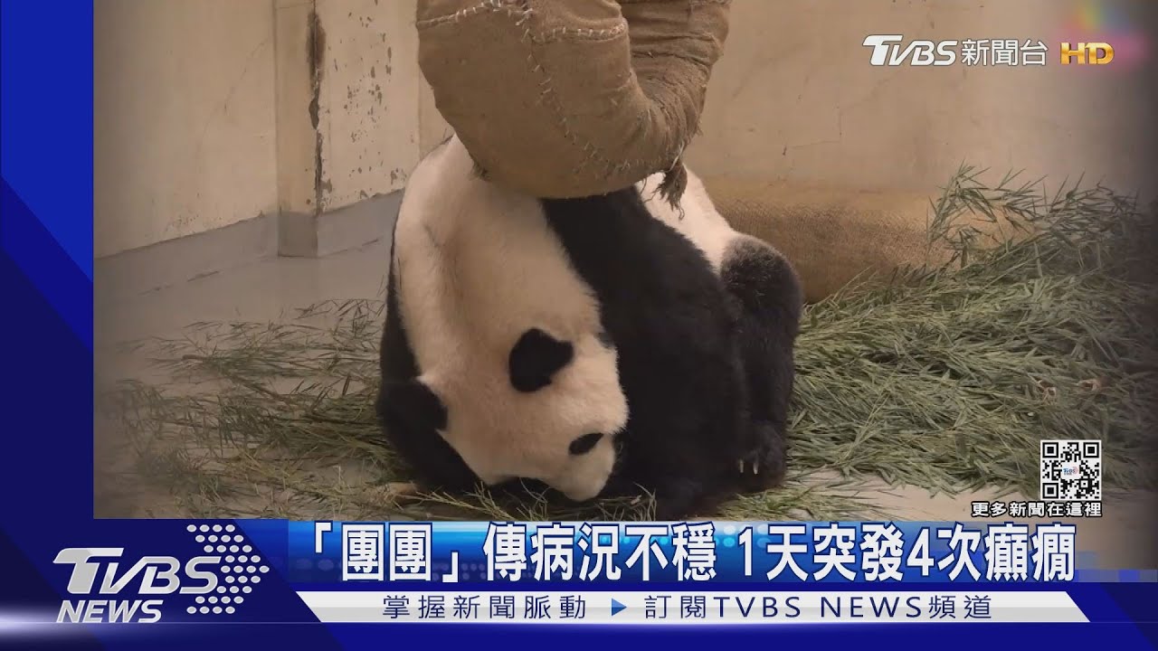 「團團」傳病況不穩 1天突發4次癲癇