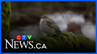 Crowds flock to see rare bird