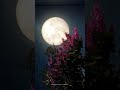 Little Do You Know Moon Moon Photography Little Do You Know Whatsapp Status