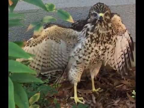 baby Hawk - Might be injured not sure