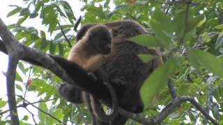 preview picture of video 'Azuero Monkeys / Monos - www.ojodeaguapanama.com'