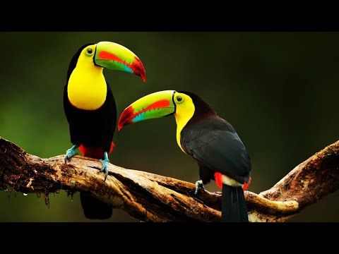 10 Most Beautiful Toucans In The World