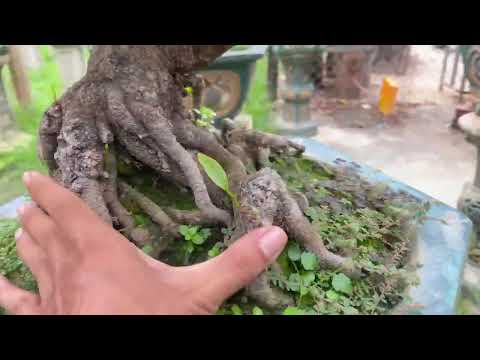 Minh giao lưu cây bonsai giá 6.xxx.xxx - sđt 0985588366
