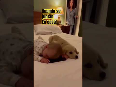 Cuando dos buenos amigos se juntan en casa! #universoincreible #cachorrosdivertidos #dogshorts