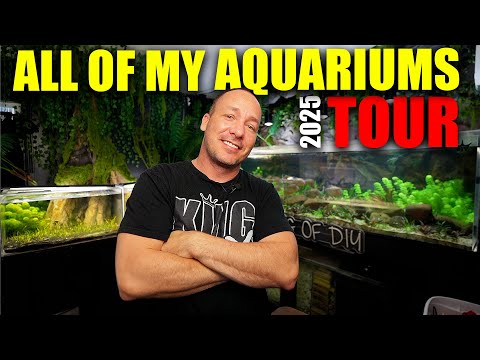 ALL MY AQUARIUMS TOUR - 2025 fish tank UPDATE - The king of DIY