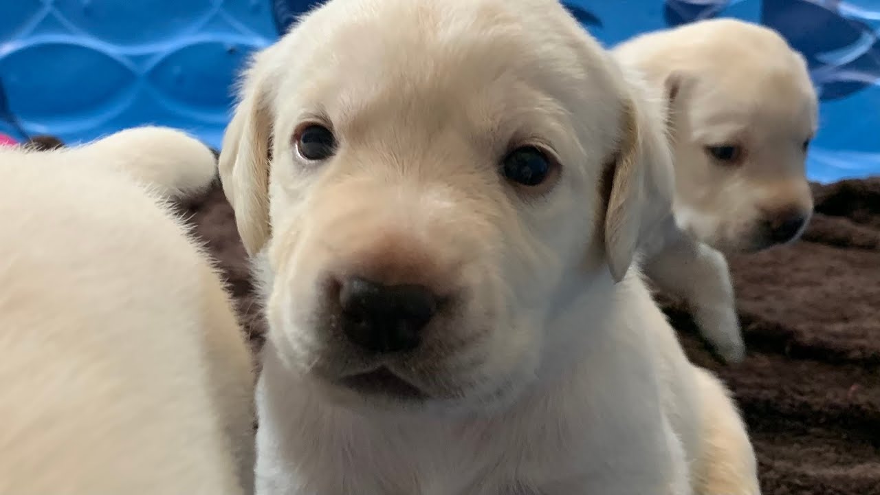 Lab Puppies LIVE STREAM ! Puppy Cam 17 Jun