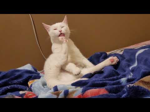 Baby Felicia's Self Grooming Session - 8K 30FPS