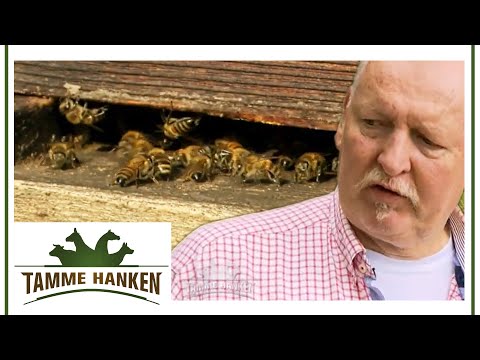 , title : 'Besondere Behandlung: Hier werden Pferde mit Bienenprodukten behandelt | Tamme Hanken | Kabel Eins'