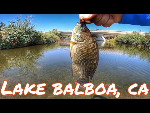 多種デー@バルボア湖/L.A.川 |キャッチ＆リリース編 | 2022年夏 | #ソカルフィッシング
