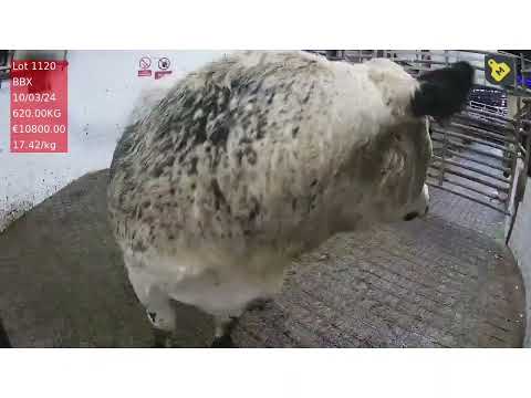 Balla Mart a BBX heifer @:€10,800.00
