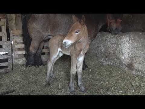 Manza Martine, nascuta pe 8 martie 2018, in modestul grajd al lui Serif de la Huedin