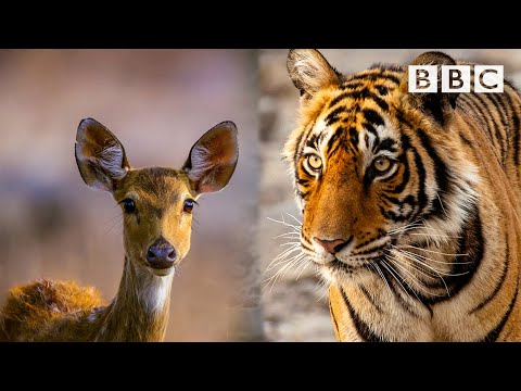 Mother Nature has an incredible trick to help this tiger 🐯😱 BBC