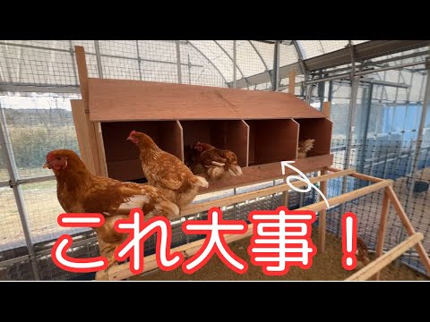 産卵鶏のために小麦を発芽させる なぜ、どのような利点があるのか