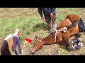 THIS HORSE S HOOF RESCUE WILL LEAVE YOU SPEECHLESS HORSE RESCUE