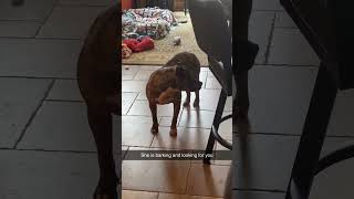 Video preview image #1 Staffordshire Bull Terrier-Unknown Mix Puppy For Sale in Princeton, MN, USA