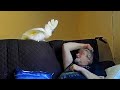 Daddy And His Boy Onni The Cockatoo