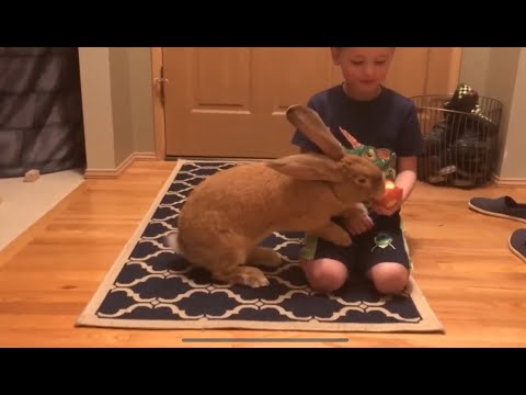 Vidéos de lapins drôles|| Compilation de vidéos de lapins les plus mignons