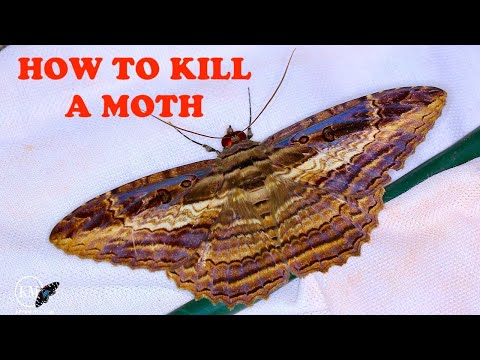 HOW TO EUTHANIZE A BUTTERFLY OR MOTH SPECIMEN