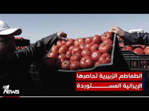 شاهد بالفيديو.. الطماطم الزبيرية تحاصرها الإيرانية وتقتلها التجاوزات الحدودية الكويتية والمزارعون يحذرون من الهجرة