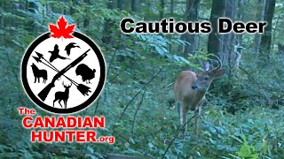 Cautious Deer