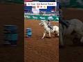 Puma Little Cowgirl✨🤠#barrelracing #horse