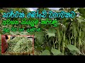 බොංචි වගාව Bean Cultivation Bonchi Wagawa බොංචි වගාවක් න�