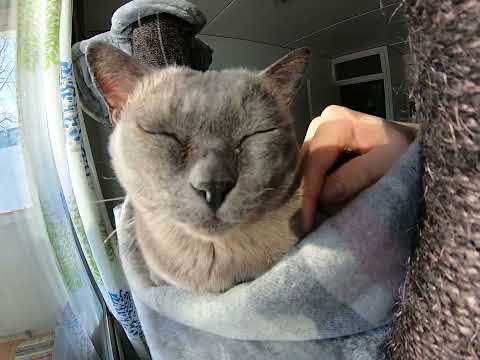 Burmese cat purring and enjoying sun