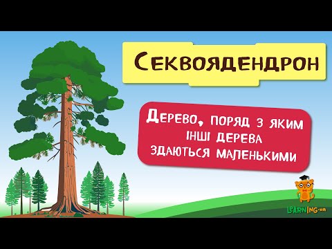 🍀 Дива природи. Явища навколо нас. Найбільші дерева у світі 🌏