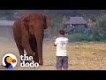 Elephant Runs To Her Favorite Person Every Time He Calls Her Name The Dodo